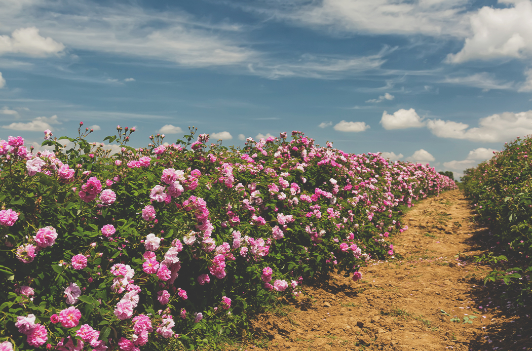 rose-sourcing-1920x1145-global.jpg