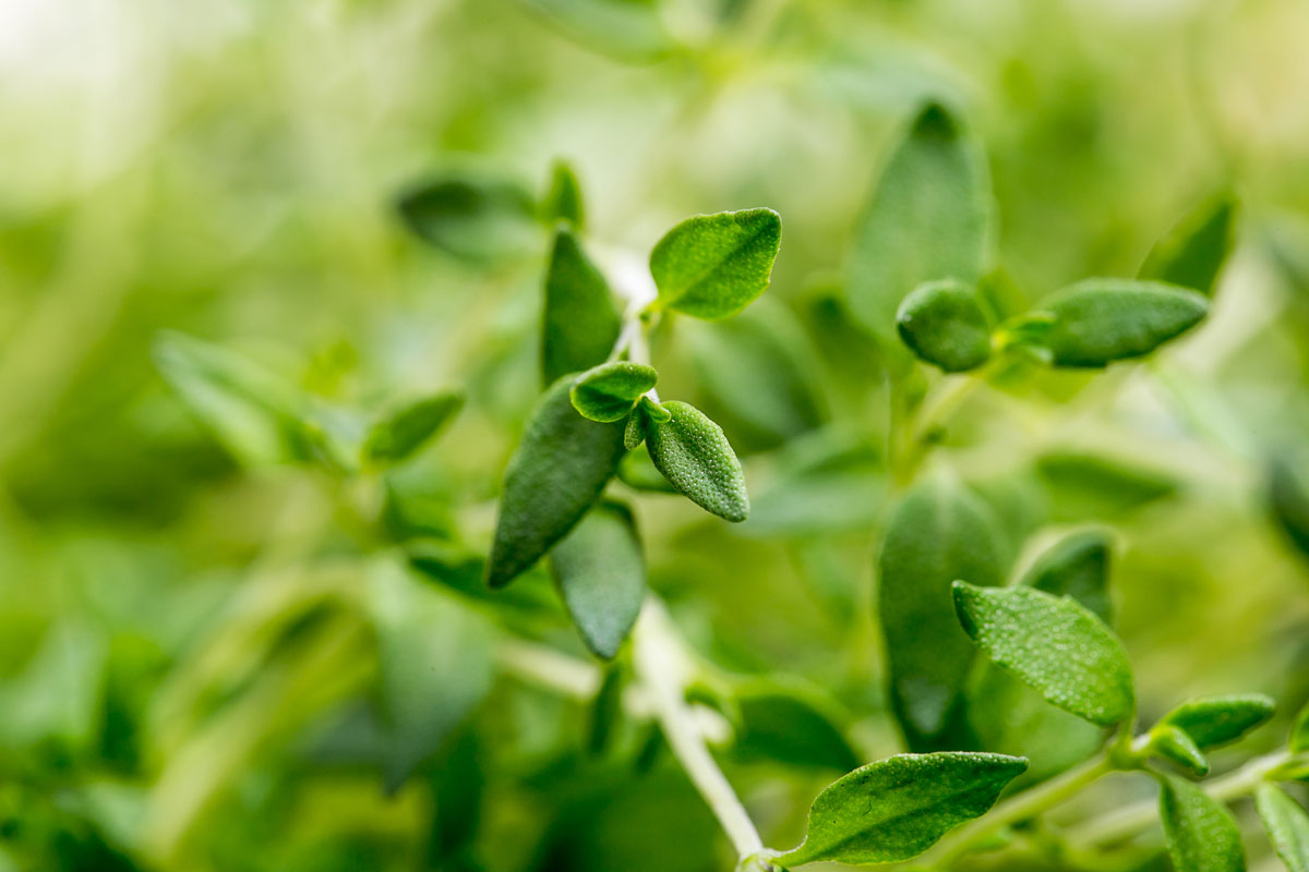 Thyme