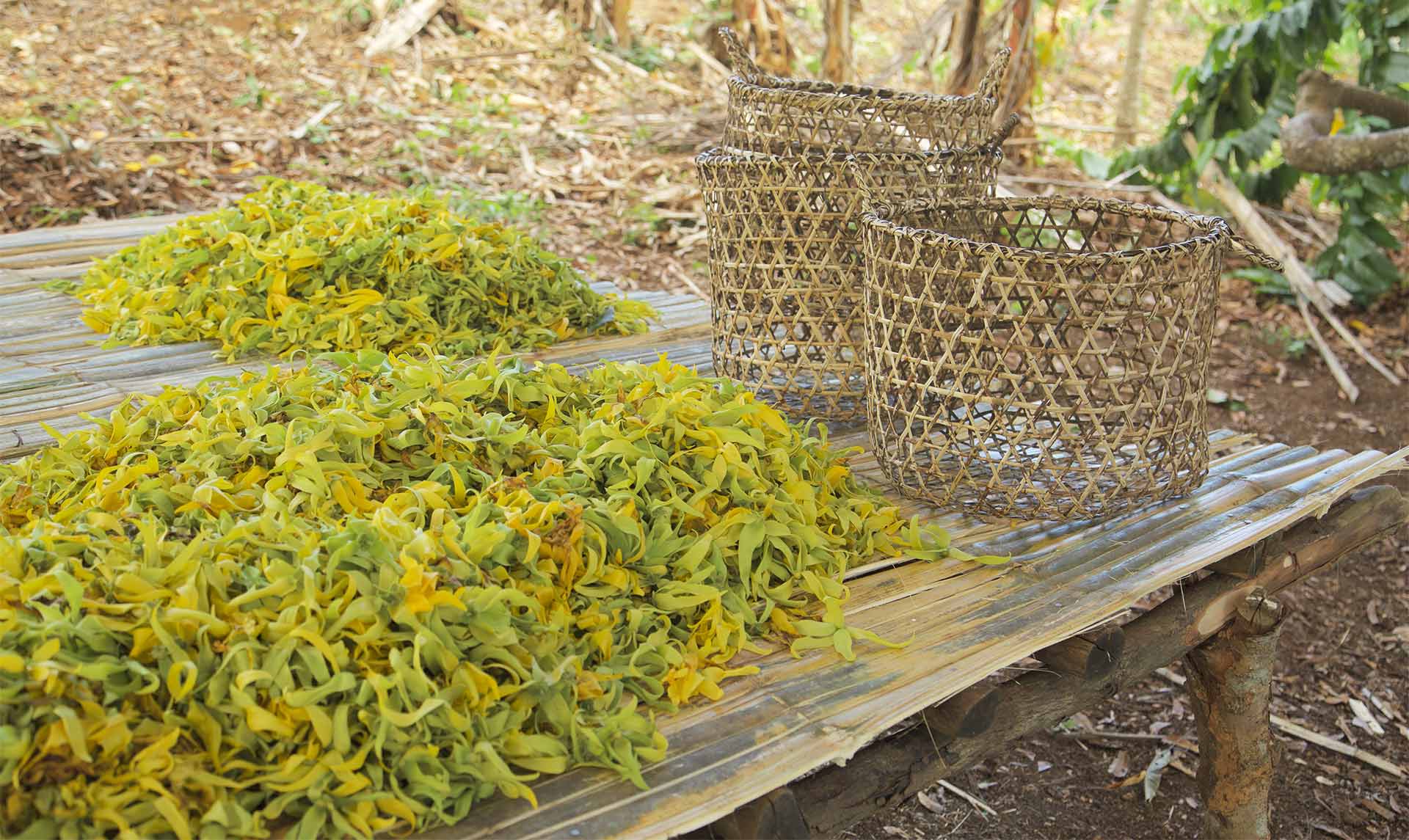 ylang-ylang-harvest-botanical-1920x1145-global.jpg