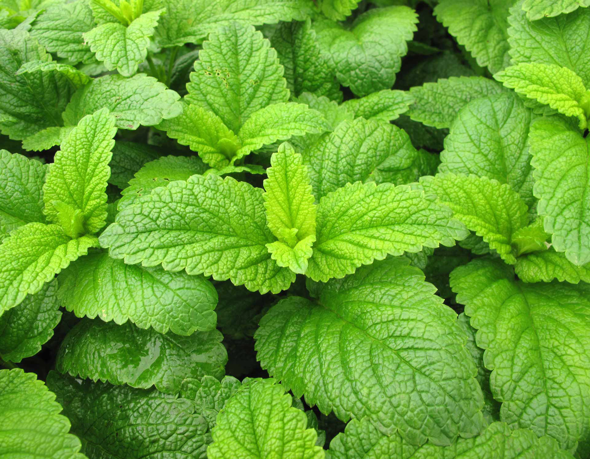 peppermint-botanical-1920x1495-global.jpg