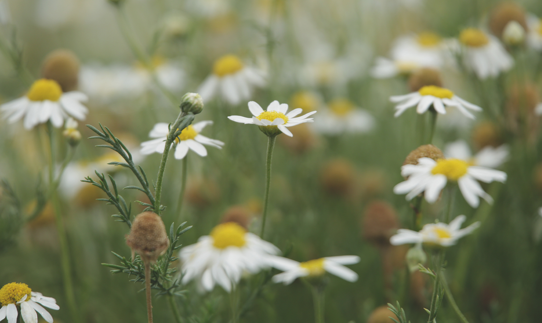 roman-chamomile-botanical-1903x1135-global.jpg