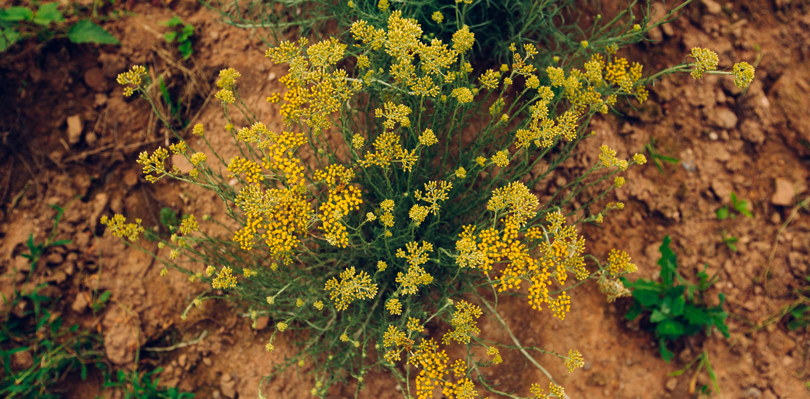 helichrysum-blossoms-sourcing-1600x733-global.jpg