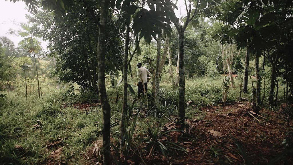 Farmer harvesting cinnamon bark