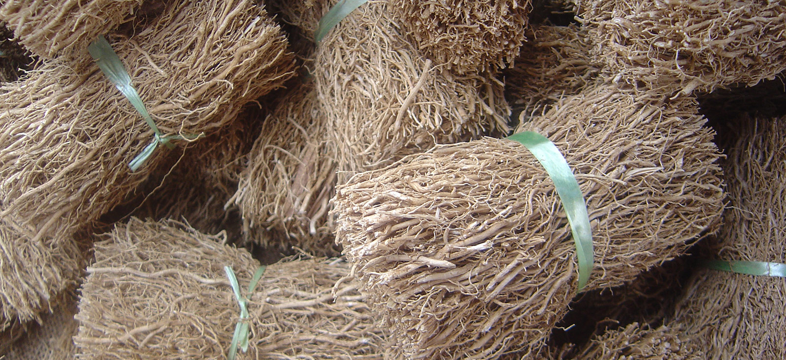 Vetiver Farmers