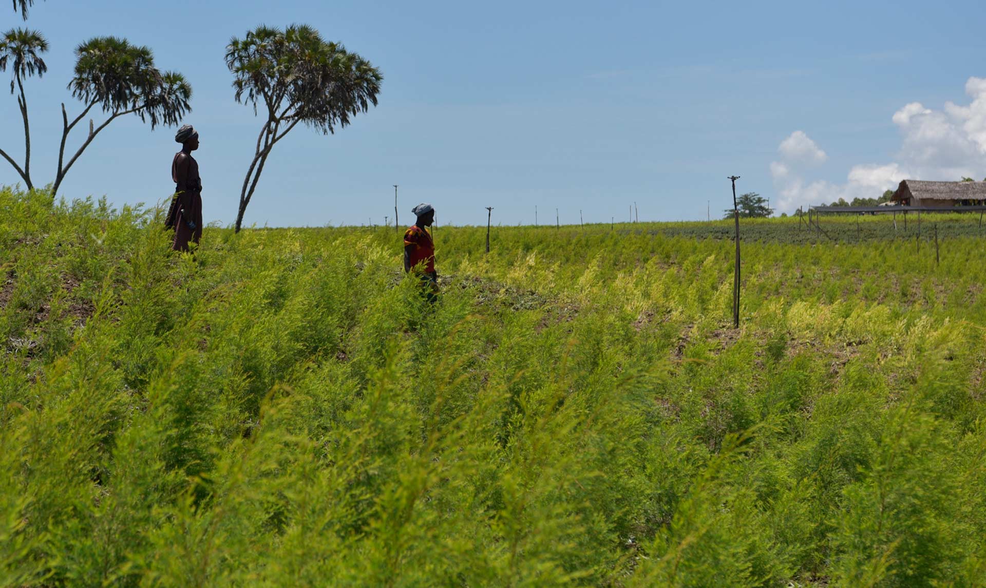 tea-tree-sourcing-1920x1145-kz-global.jpg