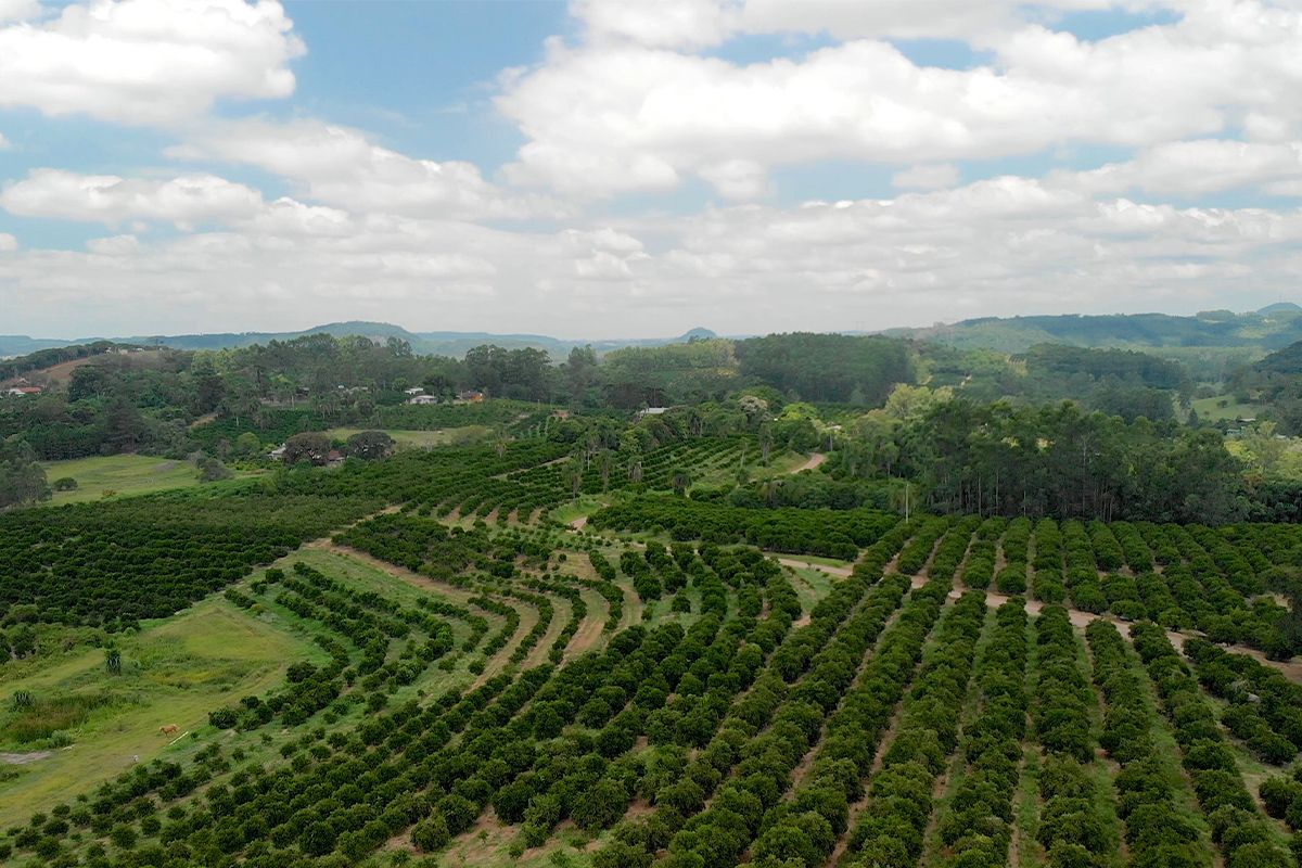red-mandarin-fields-1200x800-global.jpg