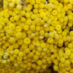 Helichrysum