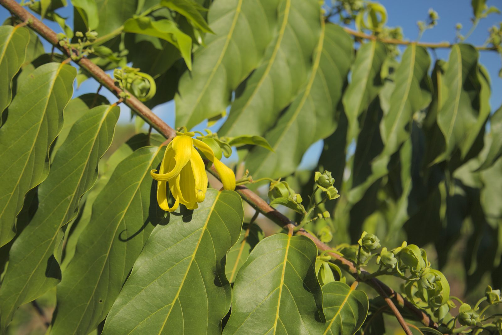 ylang-ylang-1600x1067.jpg
