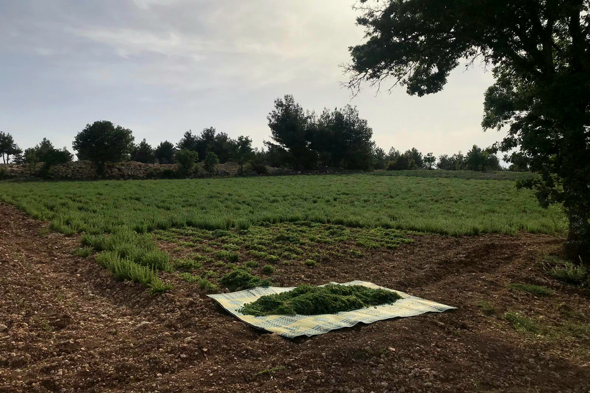 Oregano