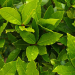 Laurel leaf plant