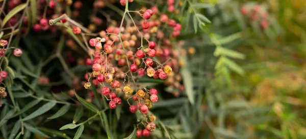 น้ำมันหอมระเหย Pink Pepper