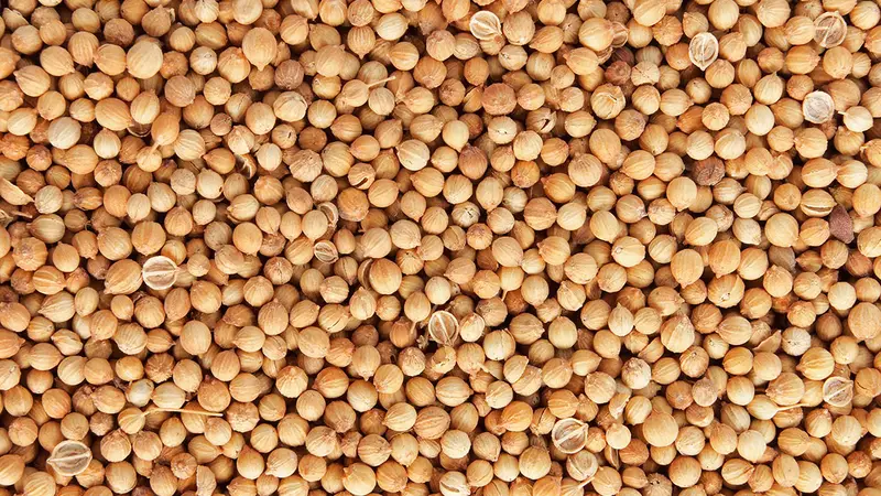 Coriander