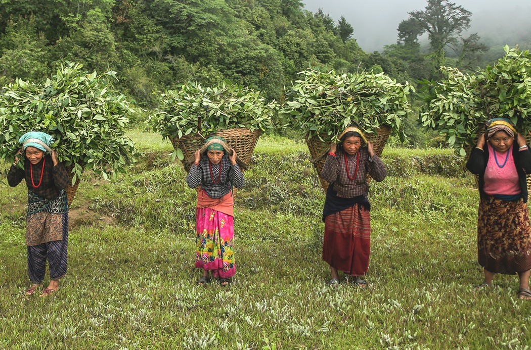 wintergreen-sourcing-1050x693-global.jpg