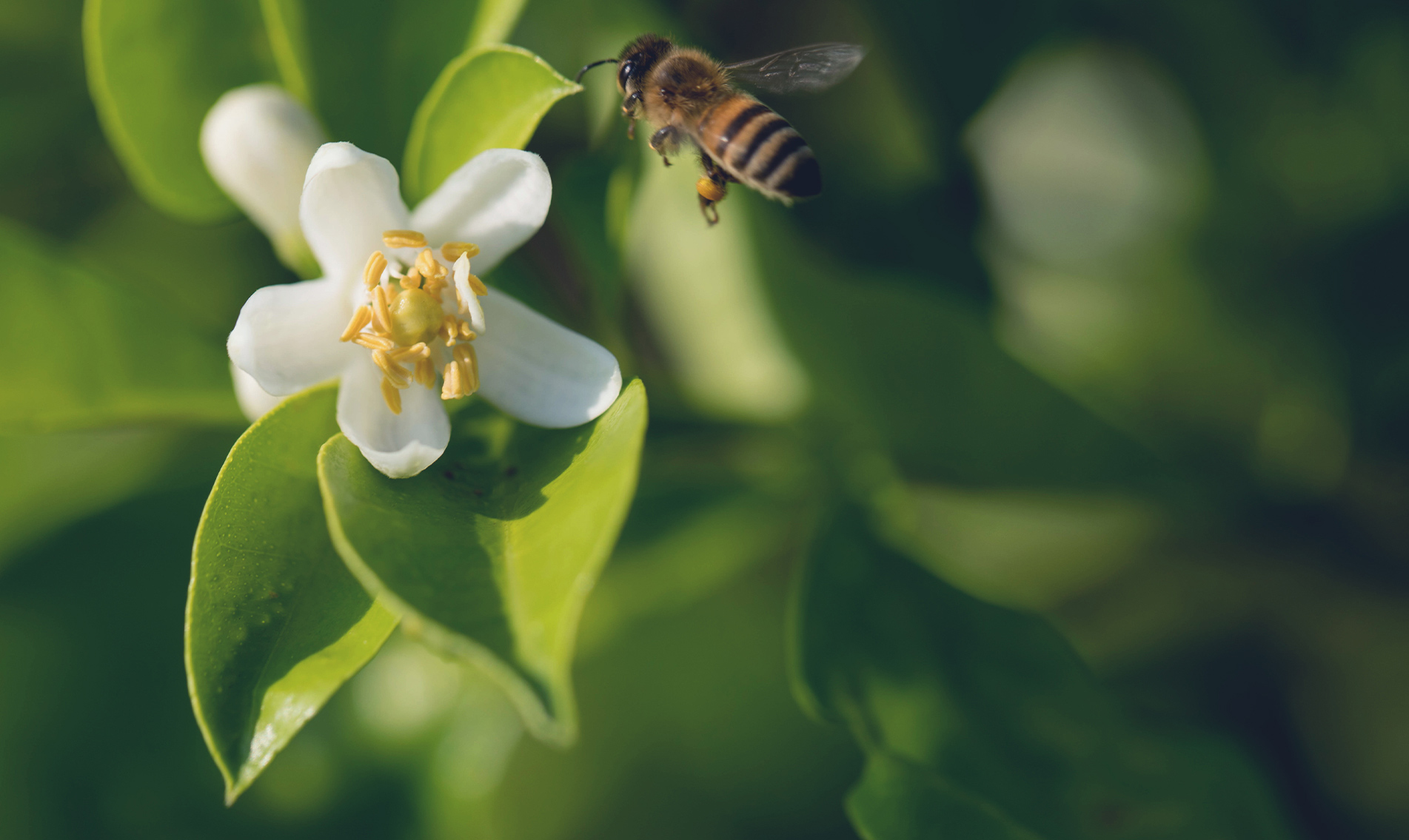 Neroli