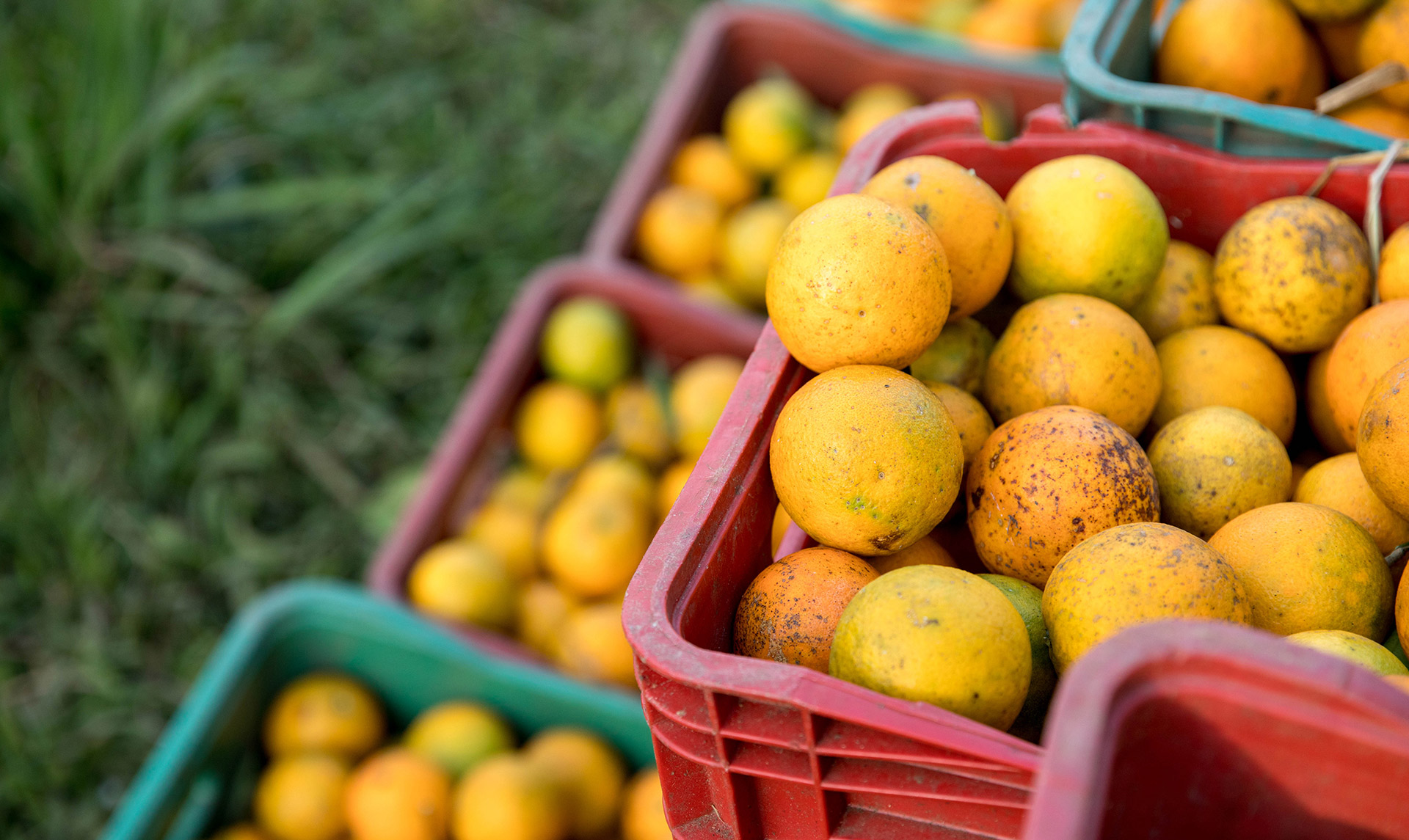 wild-oranges-botanical-1920x1145-global.jpg