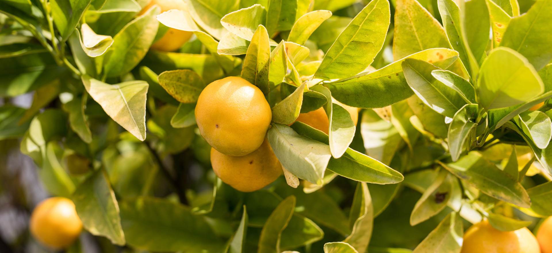 Green Mandarin