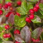Wintergreen berries and leaves