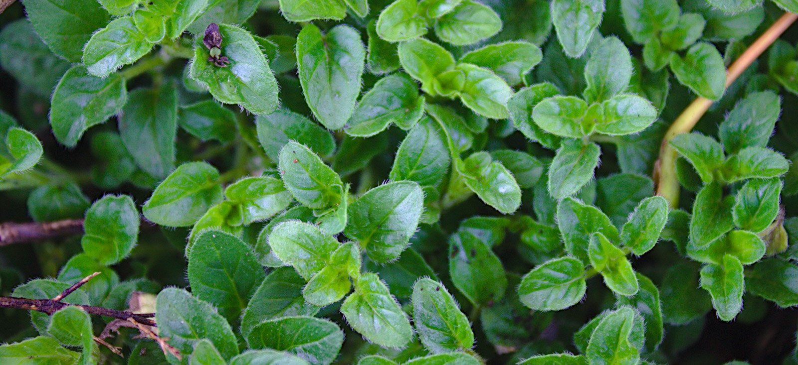 marjoram-botanical-1600x733-global.jpg