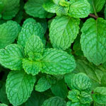 Peppermint leaves