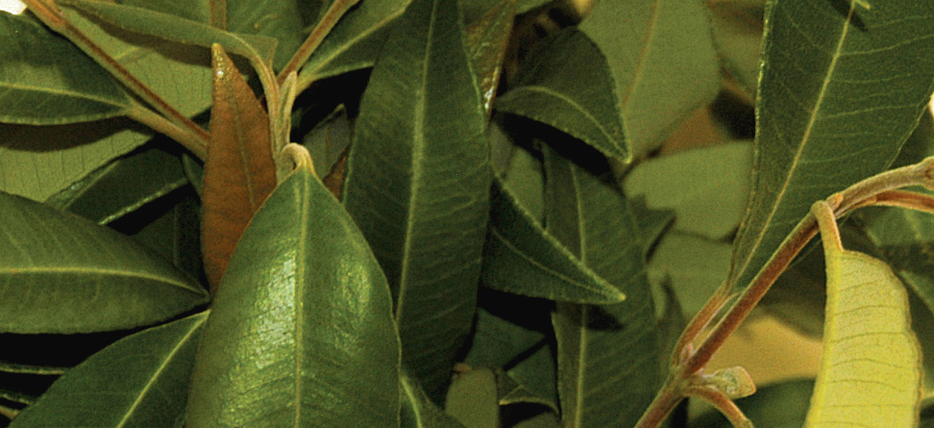 lemon-myrtle-leaves-botanical-1920x960-global.jpg