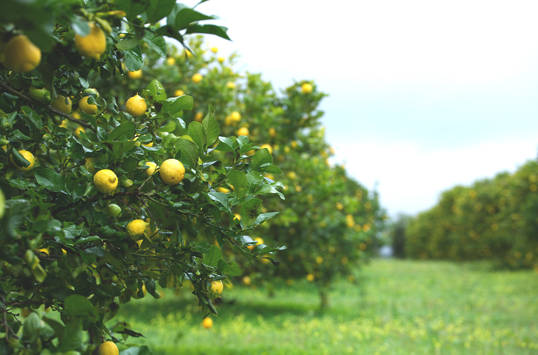 lemon-sourcing-1920x1145-global.jpg