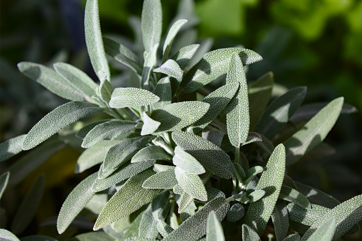 Spanish Sage