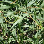 Eucalyptus leaves