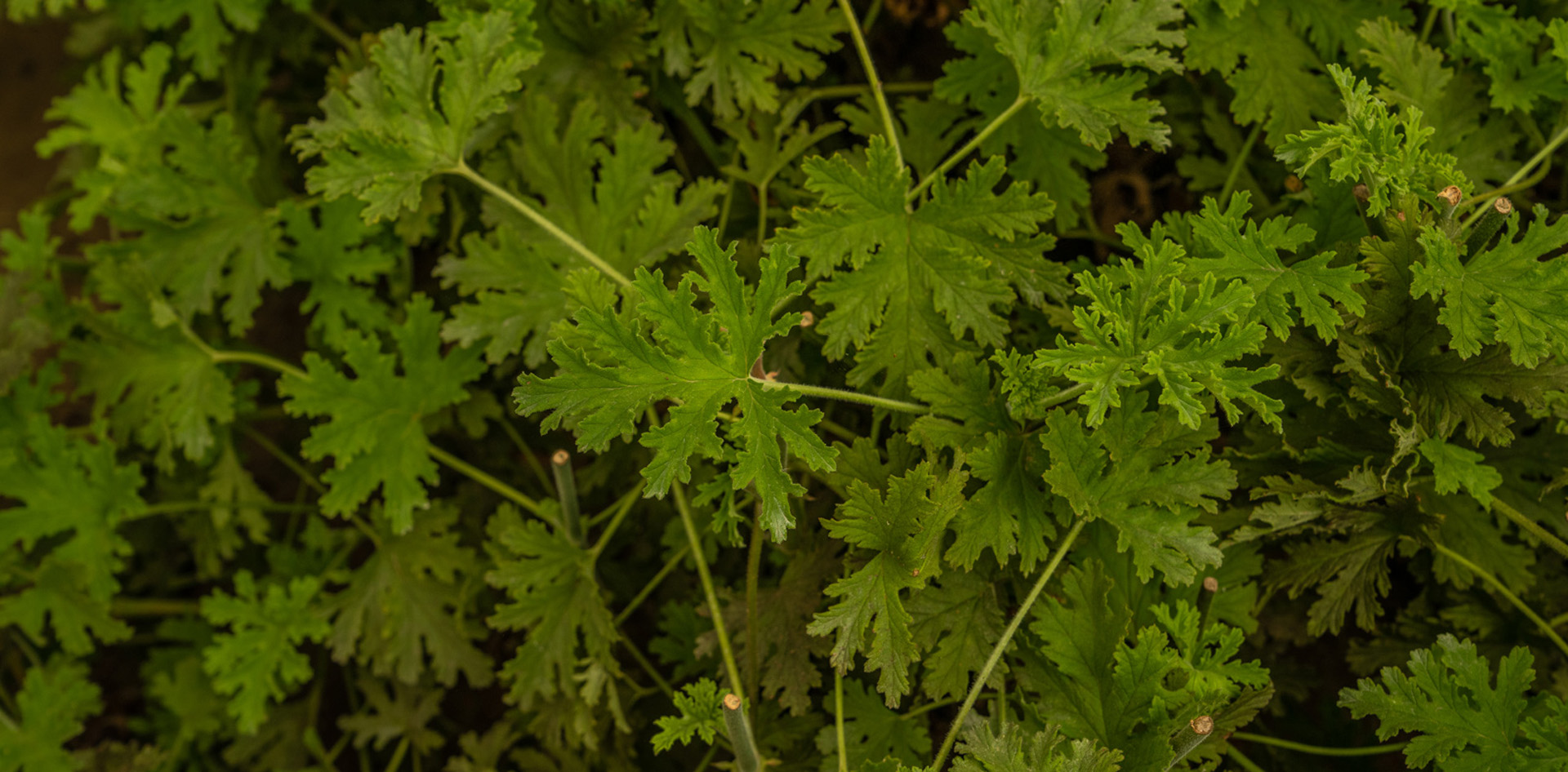 geranium-kenyan-botanical-1920x960-global.jpg