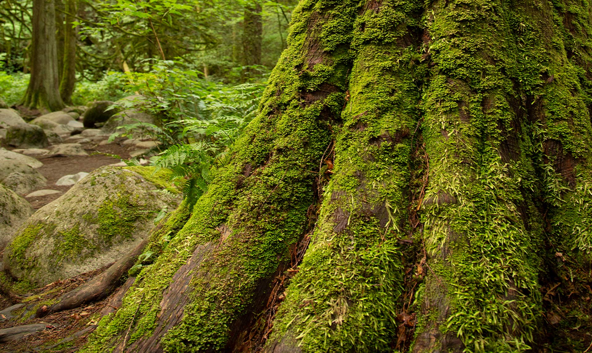 Cedarwood
