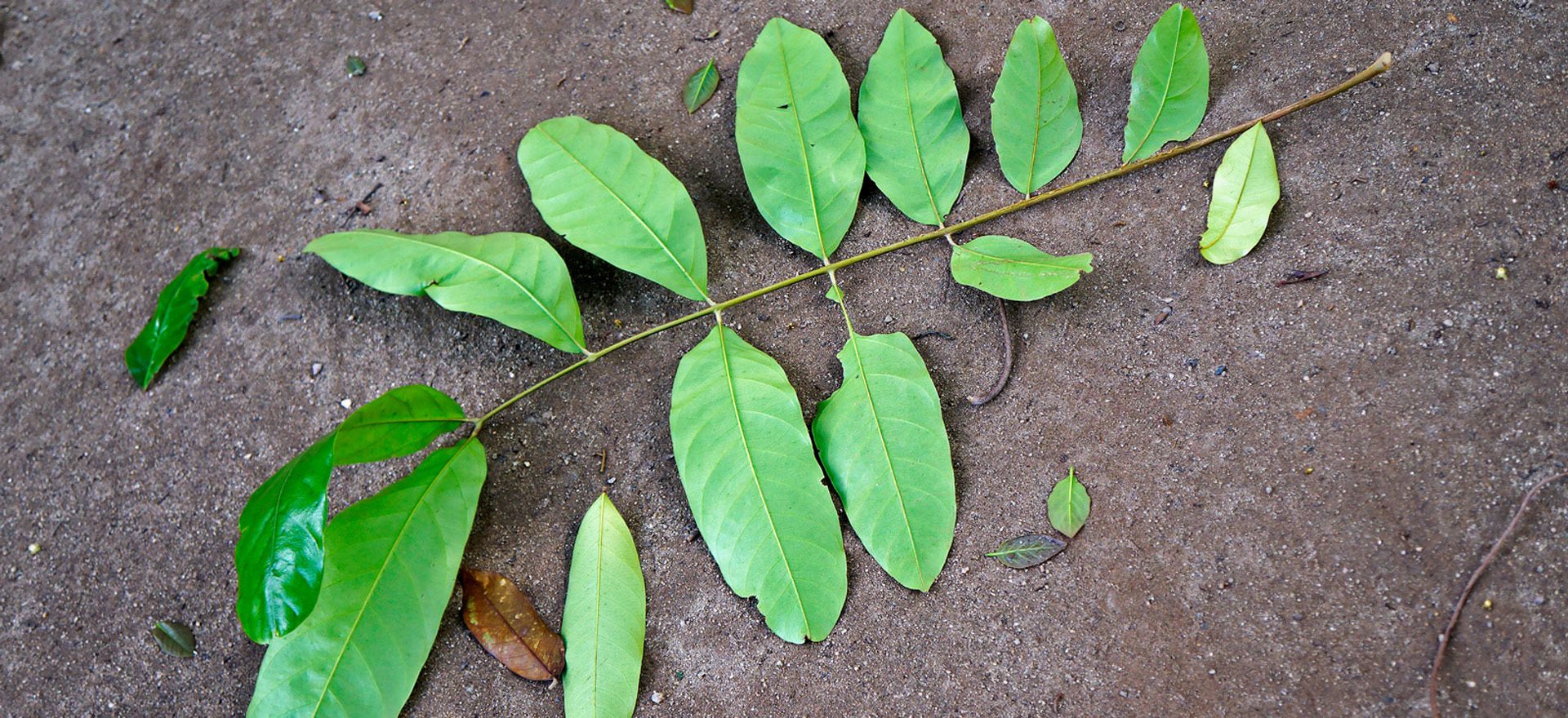 ใบ Copaiba เชิงพฤกษศาสตร์