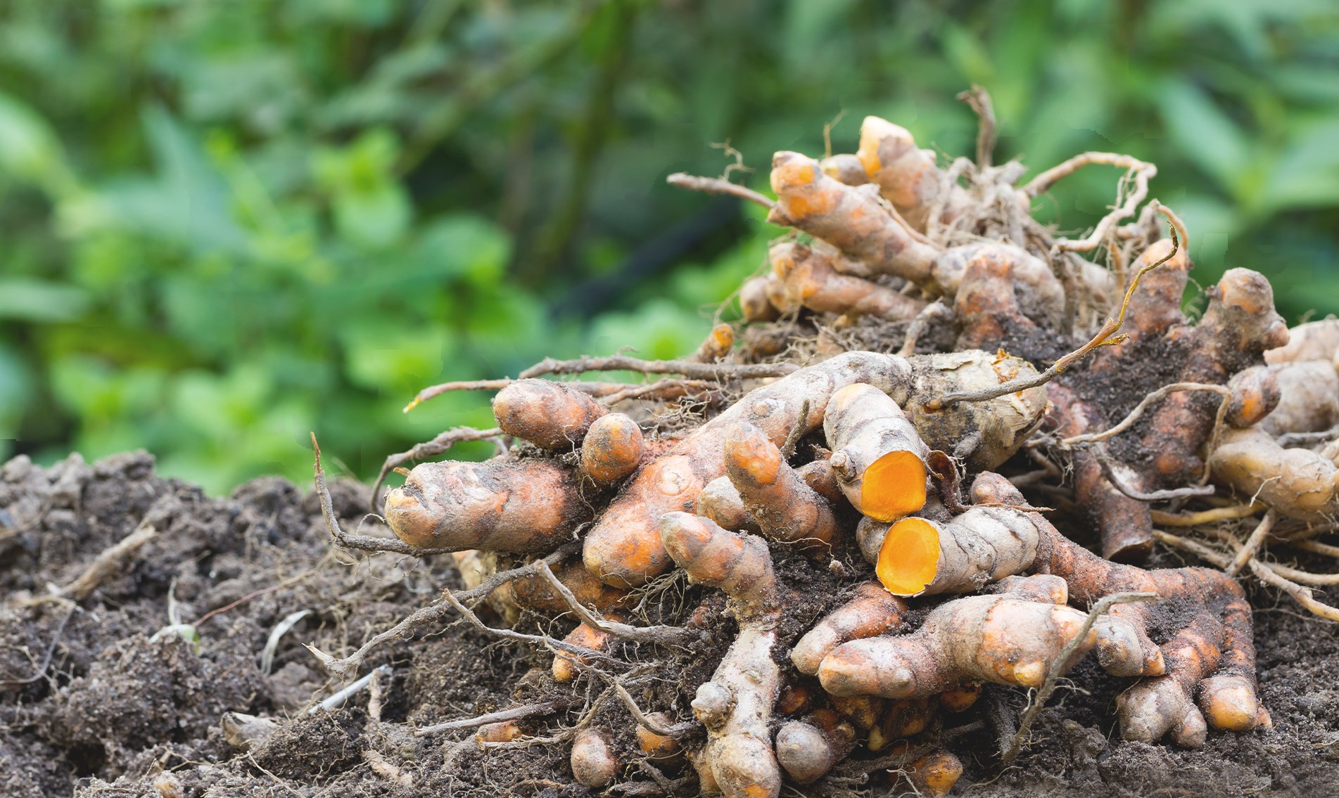 Turmeric