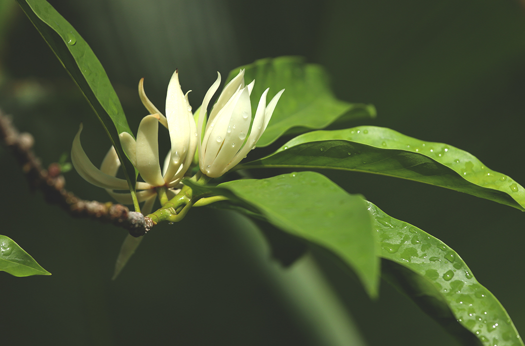 magnolia-botanical-1920x1145-global.jpg