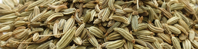 fennel-botanical-800x200-global.jpg