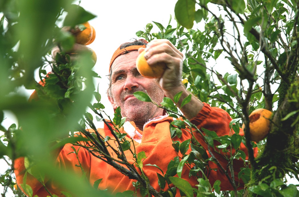 wild-orange-sourcing-1050x693-global.jpg