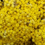 Helichrysum flowers