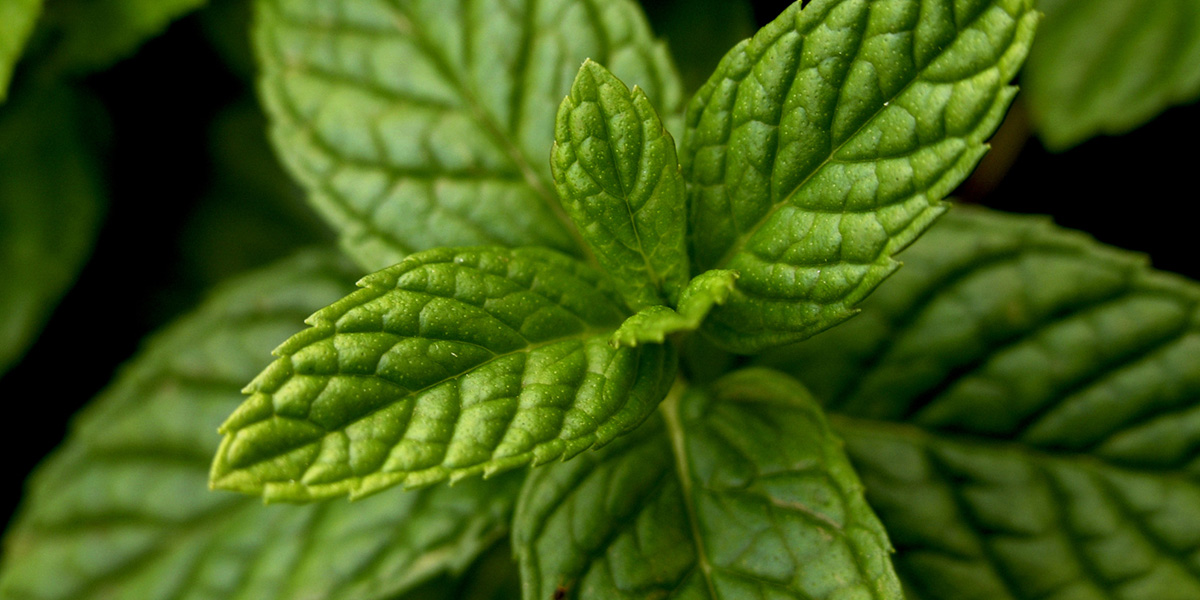 peppermint-botanical-1920x960-global.jpg