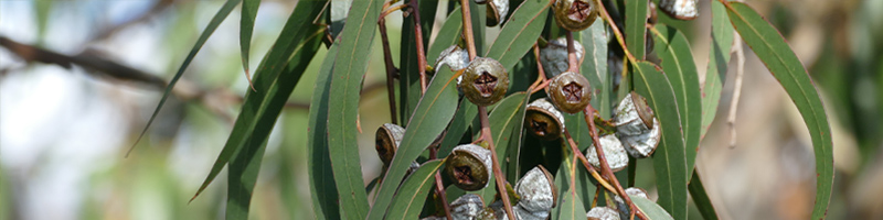 eucalyptus-globulus-800x200.png