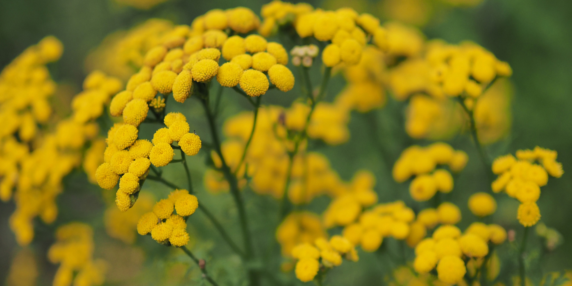 blue-tansy-botanical-1920x960-global.jpg
