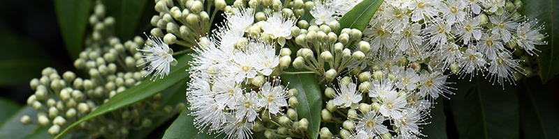 lemon-myrtle-botanical-800x200-global.jpg