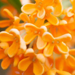 Osmanthus flowers