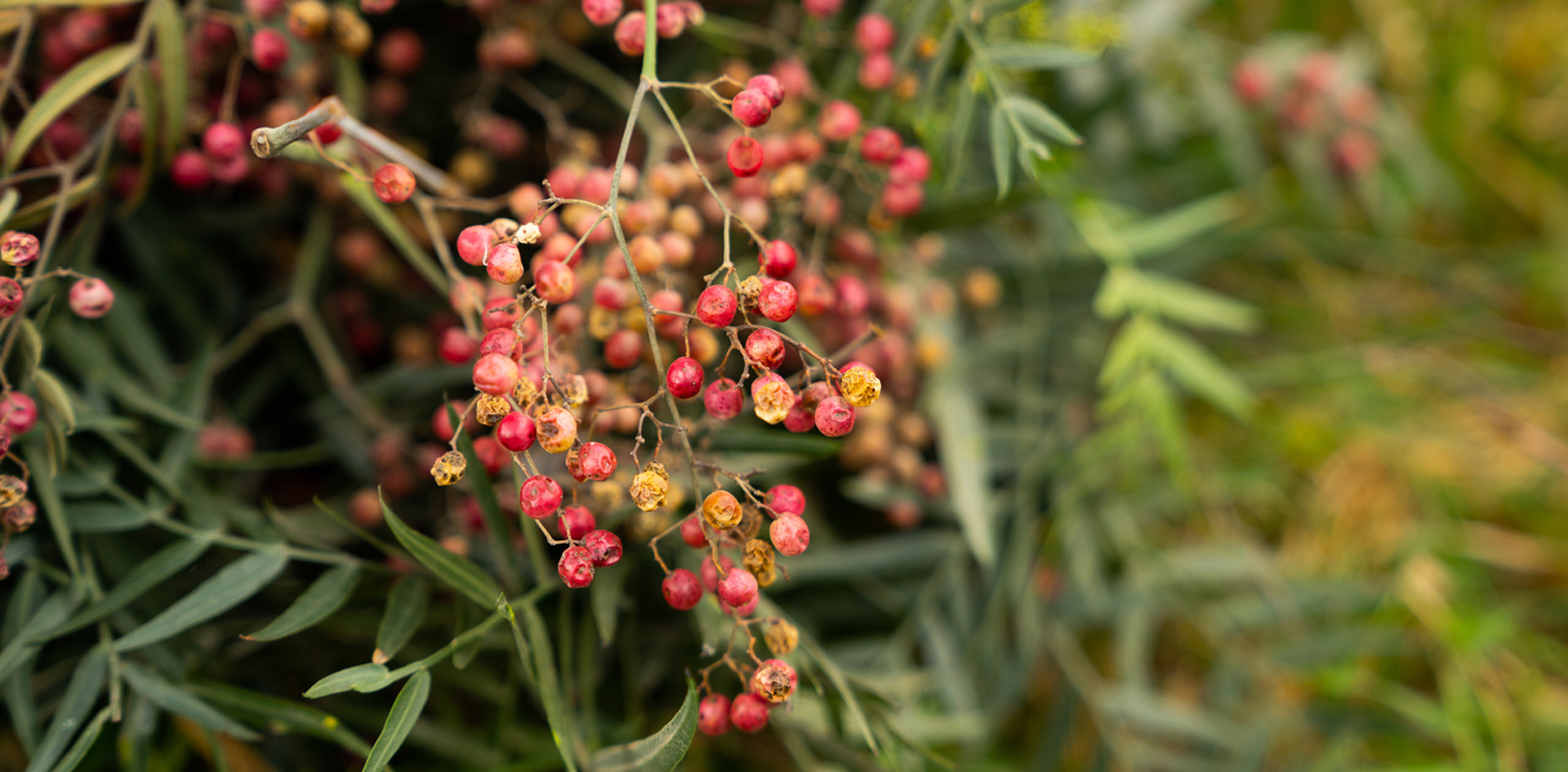 pink-pepper-on-globalanch-botanical-1920x960-global.jpg