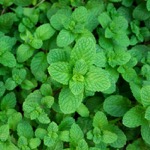 Peppermint leaves