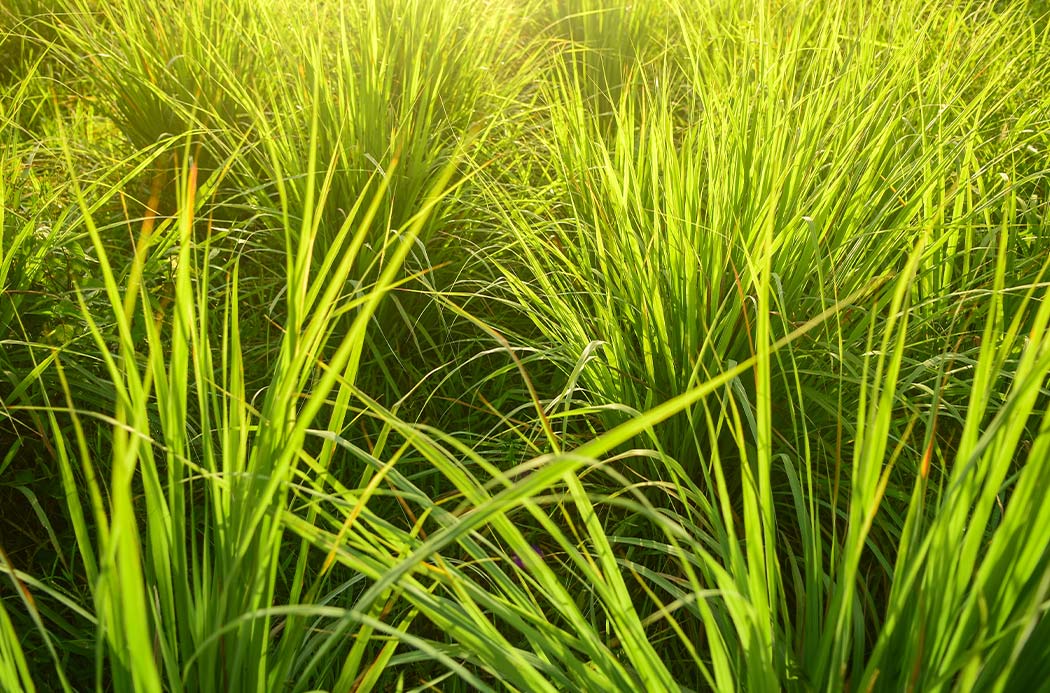 citronella-botanical-1920x1145-global.jpg