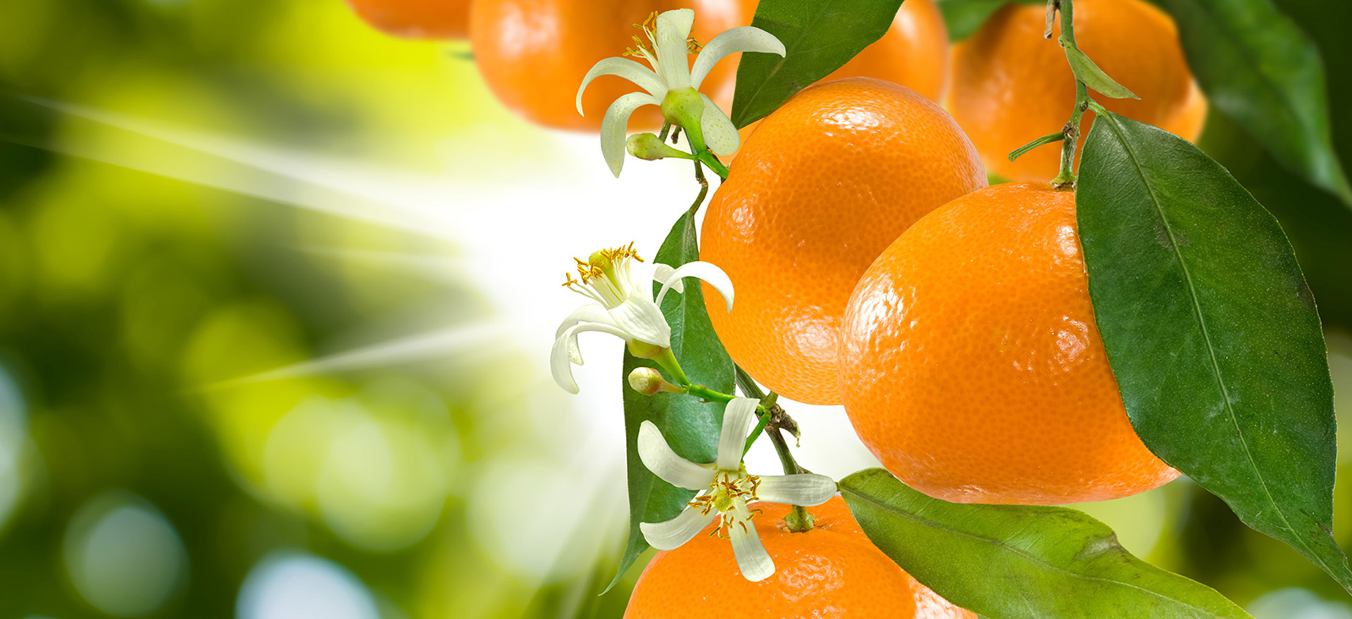 tangerines-with-blossoms-botanical-1920x960-global.jpg
