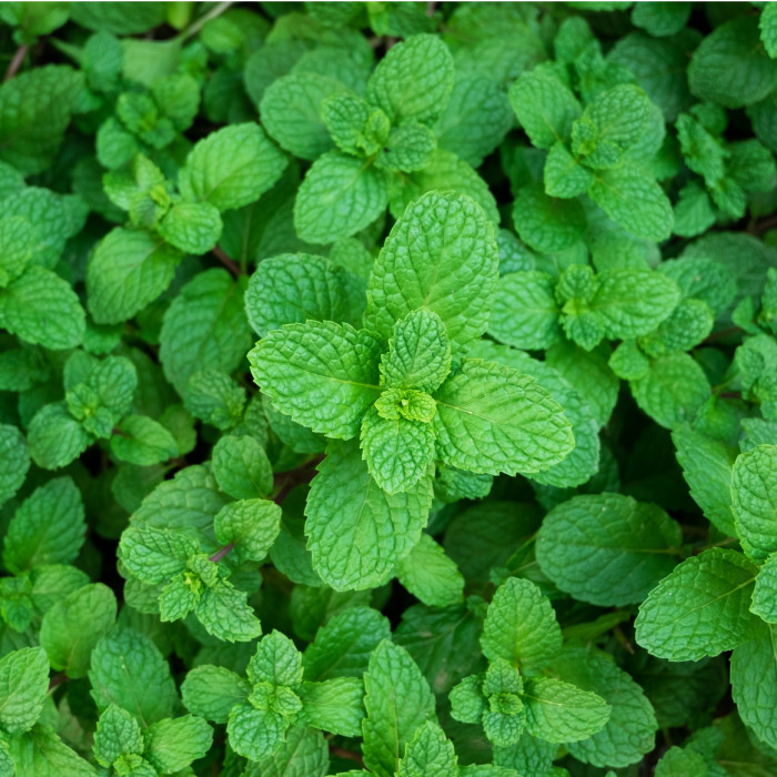 Peppermint leaves