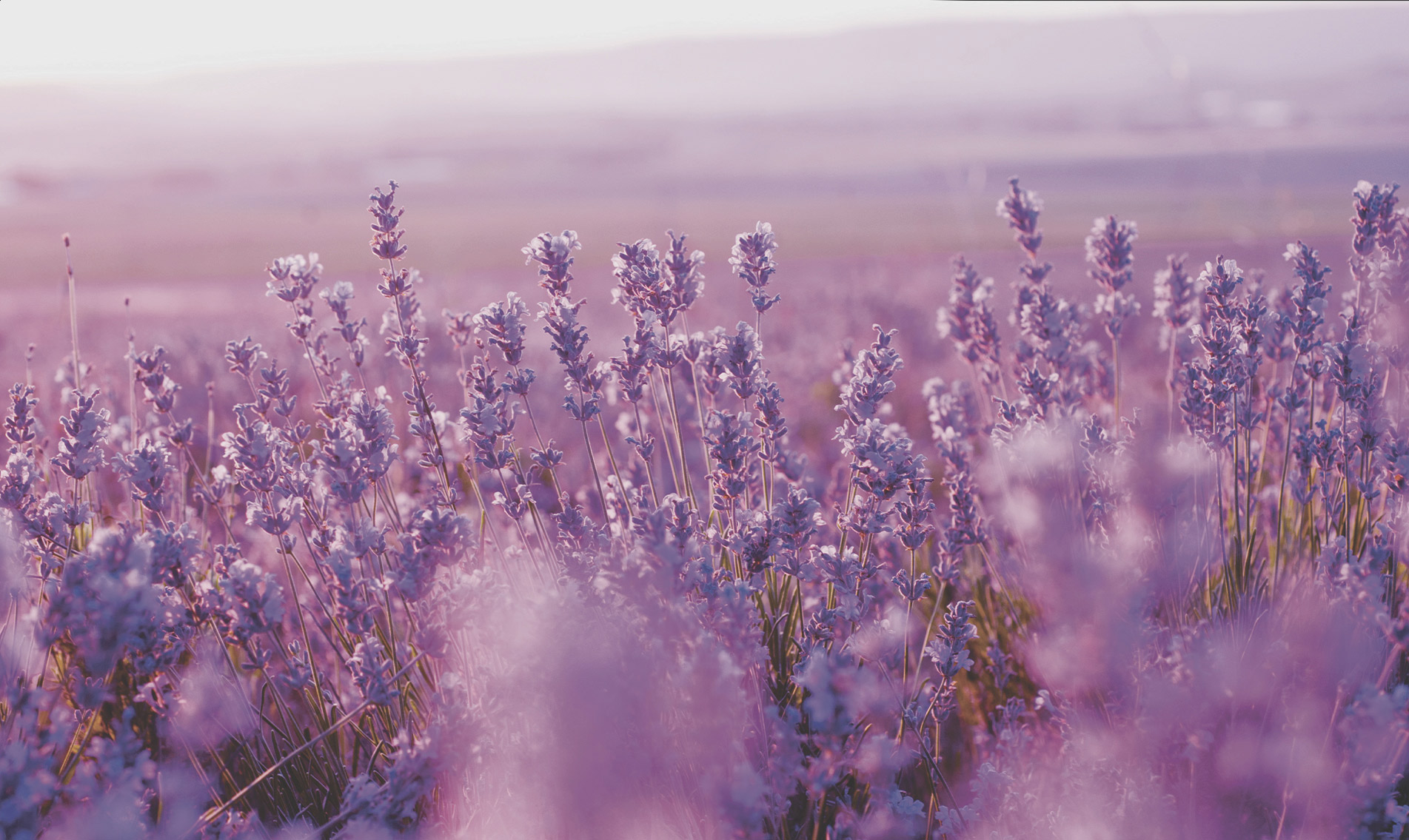 lavender-botanical-1903x1135-global.jpg