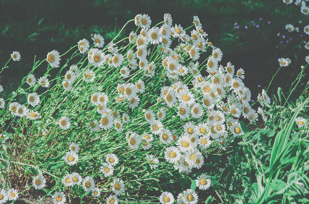 roman-chamomile-sourcing-1920x1145-global.jpg