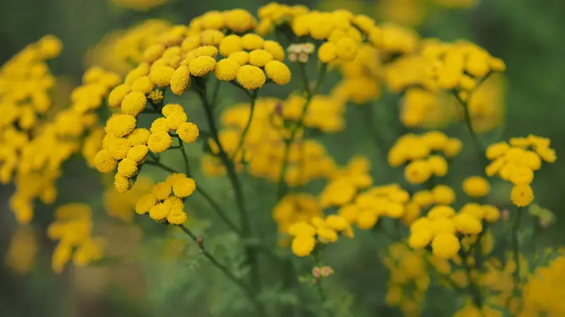 Blue Tansy