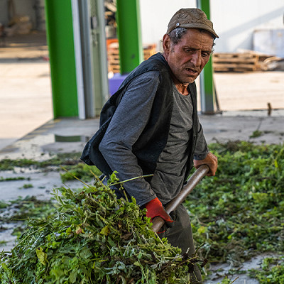man-harvesting-melissa-sourcing-400x400-global.jpg