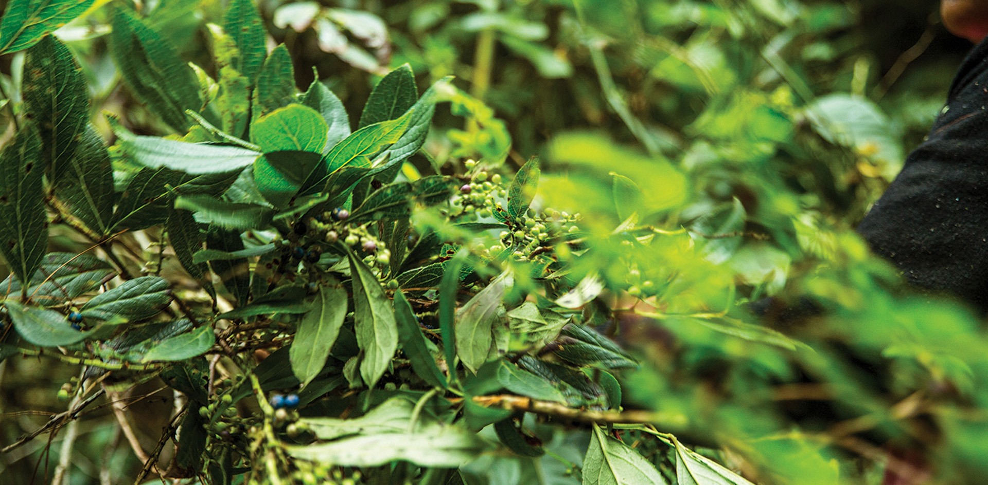 Wintergreen